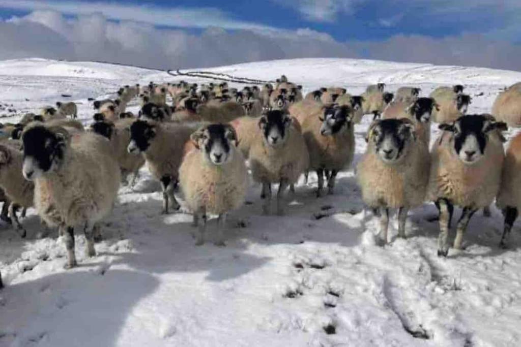 Westside Cottage, Newby, Clapham, Yorkshire Dales National Park, Famous Three Peaks, Near The Lake District, Pets Are Welcome Newby  외부 사진